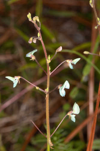 Desmodium lineatum #1